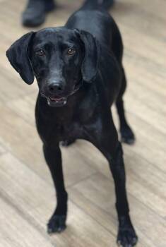 Tori -  Labrador Retriever Dog for Adoption in Rowlett, Texas - Tori | PetCurious