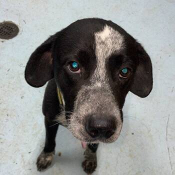 Rescue German Shorthaired Pointer Dogs for Adoption in Orangeburg, South Carolina - Bronco | PetCurious