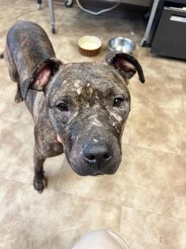 Mixed Breed Dogs Available for Adoption in Springfield, Ohio - Dazi | PetCurious
