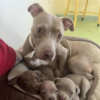 Rain -  Pit Bull Terrier Dog for Adoption in Melrose, Florida - Rain | PetCurious