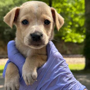 English Bulldog and Mixed Breed Dogs Available for Adoption in Lucedale, Mississippi - Gretchen | PetCurious