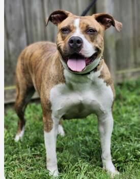Rescue Mixed Breed Dogs for Adoption in Fairfield, New Jersey - Dreamy | PetCurious