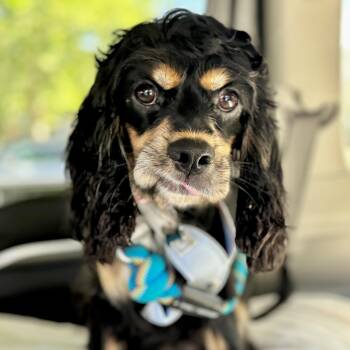 Rescue Cocker Spaniel Dogs for Adoption in South San Francisco, California - Wednesday | PetCurious