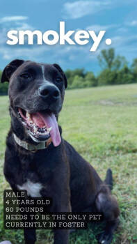 Rescue Labrador Retriever Dogs for Adoption in Ashland, Kentucky - Smokey | PetCurious