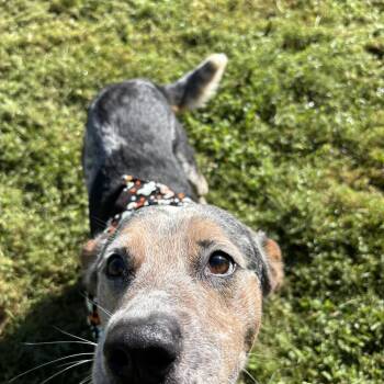 Henley -  Australian Cattle Dog Blue Heeler Dog for Adoption in Circleville, Ohio - Henley | PetCurious