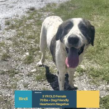 Bindi -  Mixed Breed Dog for Adoption in Wando, South Carolina - Bindi | PetCurious