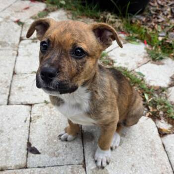 Mixed Breed Dogs Available for Adoption - Convict | PetCurious