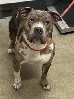 Soho -  Pit Bull Terrier Dog for Adoption in Cleveland, Ohio - Soho | PetCurious