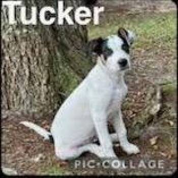 Frank -  Labrador Retriever and Mixed Breed Dog for Adoption in Tampa, Florida - Frank | PetCurious