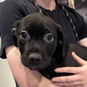 Mixed Breed Dogs Available for Adoption in Midland, Texas - FWT Lee | PetCurious