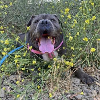 Nino -  Staffordshire Bull Terrier Dog for Adoption in Ojai, California - Nino | PetCurious