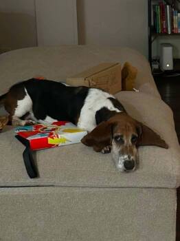 Joey -  Basset Hound Dog for Adoption in Carrollton, Texas - Joey | PetCurious