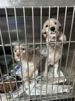 Yorkshire Terrier Dogs Available for Adoption - Turkey Tom | PetCurious