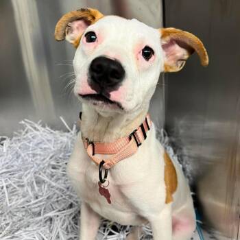 Streusel -  Mixed Breed Dog for Adoption in Edwardsville, Illinois - Streusel | PetCurious