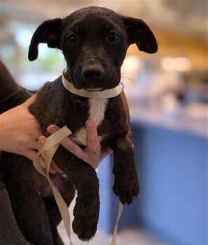 Labrador Retriever and Mixed Breed Dogs Available for Adoption in St. Louis, Missouri - MAYA | PetCurious
