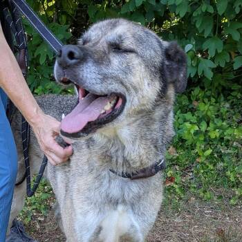 Moose -  Anatolian Shepherd and Mixed Breed Dog for Adoption in Charlottesville, Virginia - Moose | PetCurious