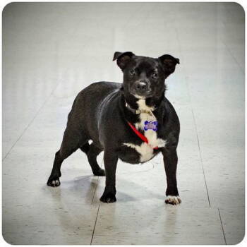 Rescue Chihuahua Dogs for Adoption in Utica, Michigan - Munchkin | PetCurious