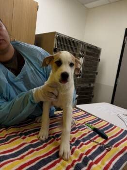 Lenore Dove -  Mixed Breed Dog for Adoption in Raleigh, North Carolina - Lenore Dove | PetCurious