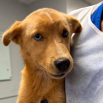 Blair -  Mixed Breed Dog for Adoption in Greenville, South Carolina - Blair | PetCurious