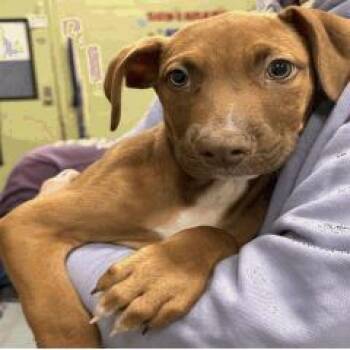 Pit Bull Terrier Dogs Available for Adoption in Indianapolis, Indiana - Dale | PetCurious