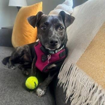 Sassy -  Chihuahua Dog for Adoption in Hopkinton, Massachusetts - Sassy | PetCurious