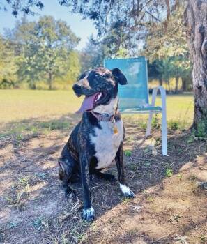 Rescue Anatolian Shepherd Dogs for Adoption in Manchester, Connecticut - Pollo | PetCurious