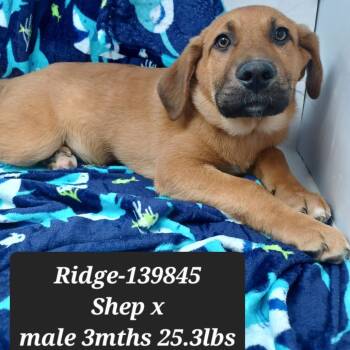 German Shepherd Dog Dogs Available for Adoption - Ridge | PetCurious