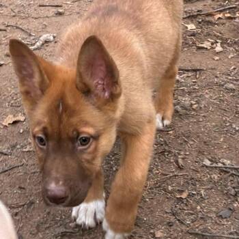 Fox Terrier Dogs Available for Adoption in Hayward, Wisconsin - Rusty | PetCurious