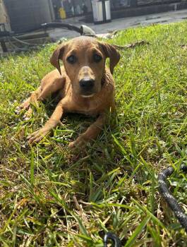 Rescue Labrador Retriever Dogs for Adoption in Miami, Florida - Caramella | PetCurious