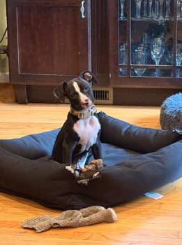 Buddy -  Pit Bull Terrier and American Staffordshire Terrier Dog for Adoption in Baltimore, Maryland - Buddy | PetCurious