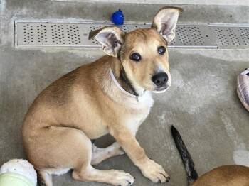 German Shepherd Dog and Rottweiler Dogs Available for Adoption in Tustin, California - KIDDO | PetCurious