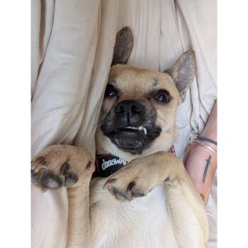 Chihuahua and Pug Dogs Available for Adoption in Boulder, Colorado - Poncho | PetCurious