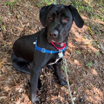 Stinker -  Labrador Retriever and Mixed Breed Dog for Adoption in Falls Church, Virginia - Stinker | PetCurious