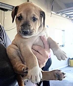 German Shepherd Dog and Mixed Breed Dogs Available for Adoption in Houston, Texas - A656819 | PetCurious