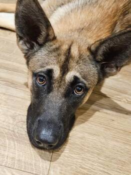 Ember -  German Shepherd Dog Dog for Adoption in Covington, Tennessee - Ember | PetCurious
