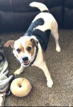 Dude -  Jack Russell Terrier Dog for Adoption in Columbia, Tennessee - Dude | PetCurious