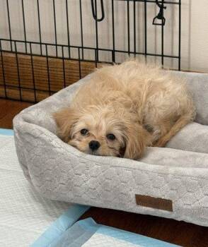 Miley -  Cavalier King Charles Spaniel and Poodle Dog for Adoption in Wheaton, Illinois - Miley | PetCurious