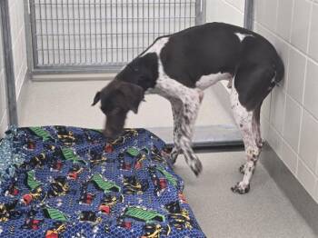 BATMAN -  German Shorthaired Pointer and Mixed Breed Dog for Adoption in Omaha, Nebraska - BATMAN | PetCurious
