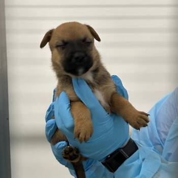 MAGGIE -  American Staffordshire Terrier Dog for Adoption in San Antonio, Texas - MAGGIE | PetCurious