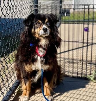 Australian Shepherd Dogs Available for Adoption in Columbia, Illinois - BJ | PetCurious