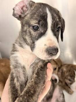 Michael Jackson -  Pit Bull Terrier Dog for Adoption in Mobile, Alabama - Michael Jackson | PetCurious