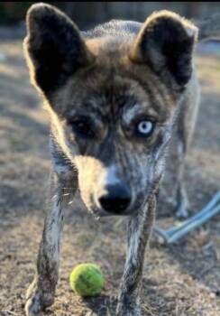 Gaia -  Husky and Shepherd Dog for Adoption in Holly Springs, North Carolina - Gaia | PetCurious