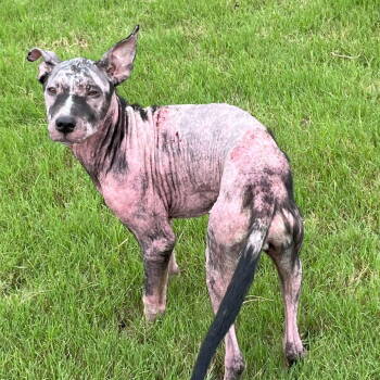 Rescue Terrier Dogs for Adoption in Dallas, Texas - Maxine | PetCurious