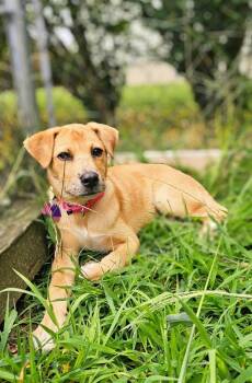 Princess Puppy - LOCAL -  Shepherd Dog for Adoption in Princeton, Massachusetts - Princess Puppy - LOCAL | PetCurious