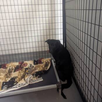Black Labrador Retriever Dogs Available for Adoption - Dandy | PetCurious