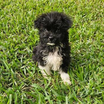 Rhubarb -  Miniature Poodle and Shih Tzu Dog for Adoption in Houston, Texas - Rhubarb | PetCurious