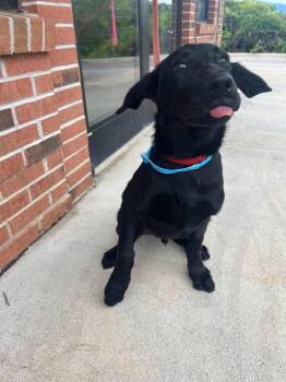 Aleksi -  Terrier Dog for Adoption in Candler, North Carolina - Aleksi | PetCurious