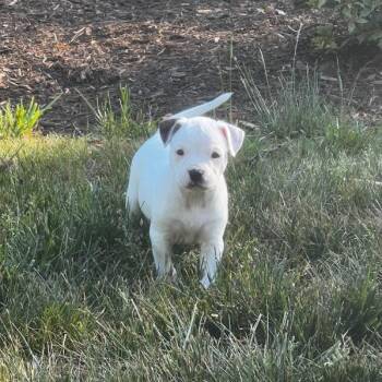Mixed Breed Dogs Available for Adoption in Mebane, North Carolina - Kiwi | PetCurious