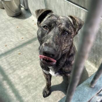Phyllis -  Bull Terrier and Mixed Breed Dog for Adoption in Pasadena, California - Phyllis | PetCurious