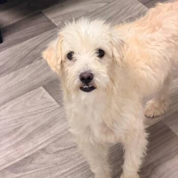 SABRINA -  Terrier Dog for Adoption in Graham, Washington - SABRINA | PetCurious